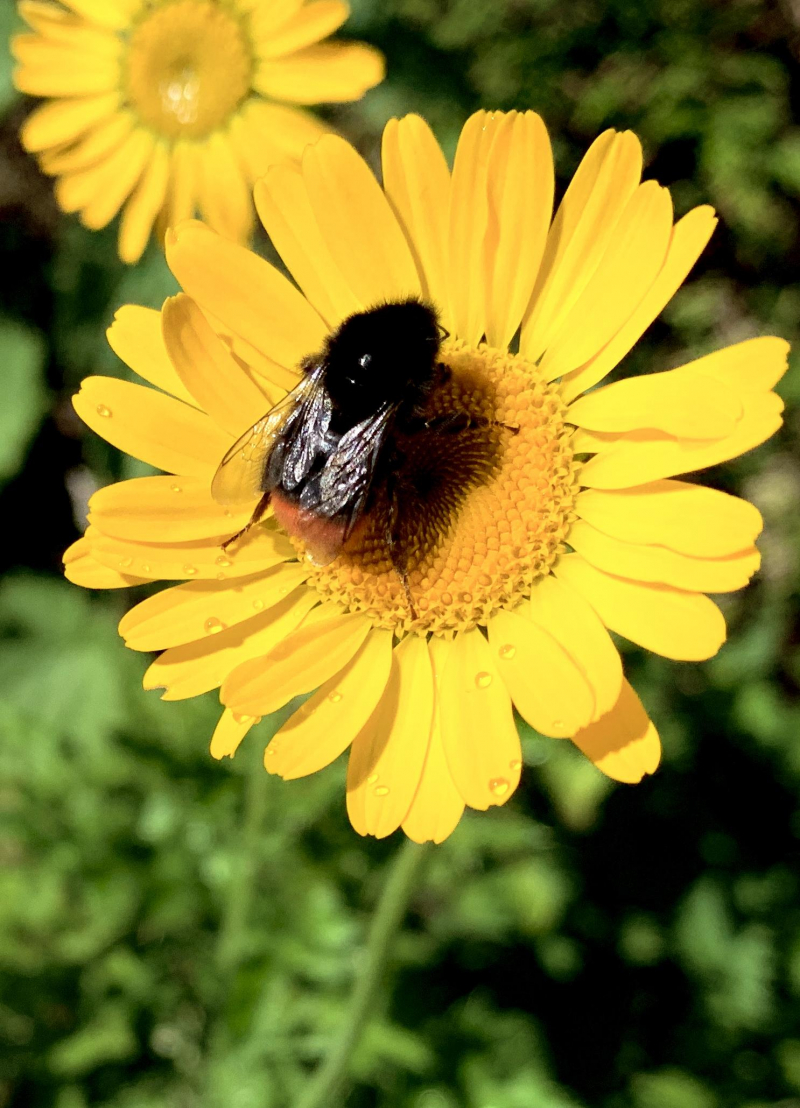 iSpot Share Nature ID guides | Teaching Resources | Countryside Classroom