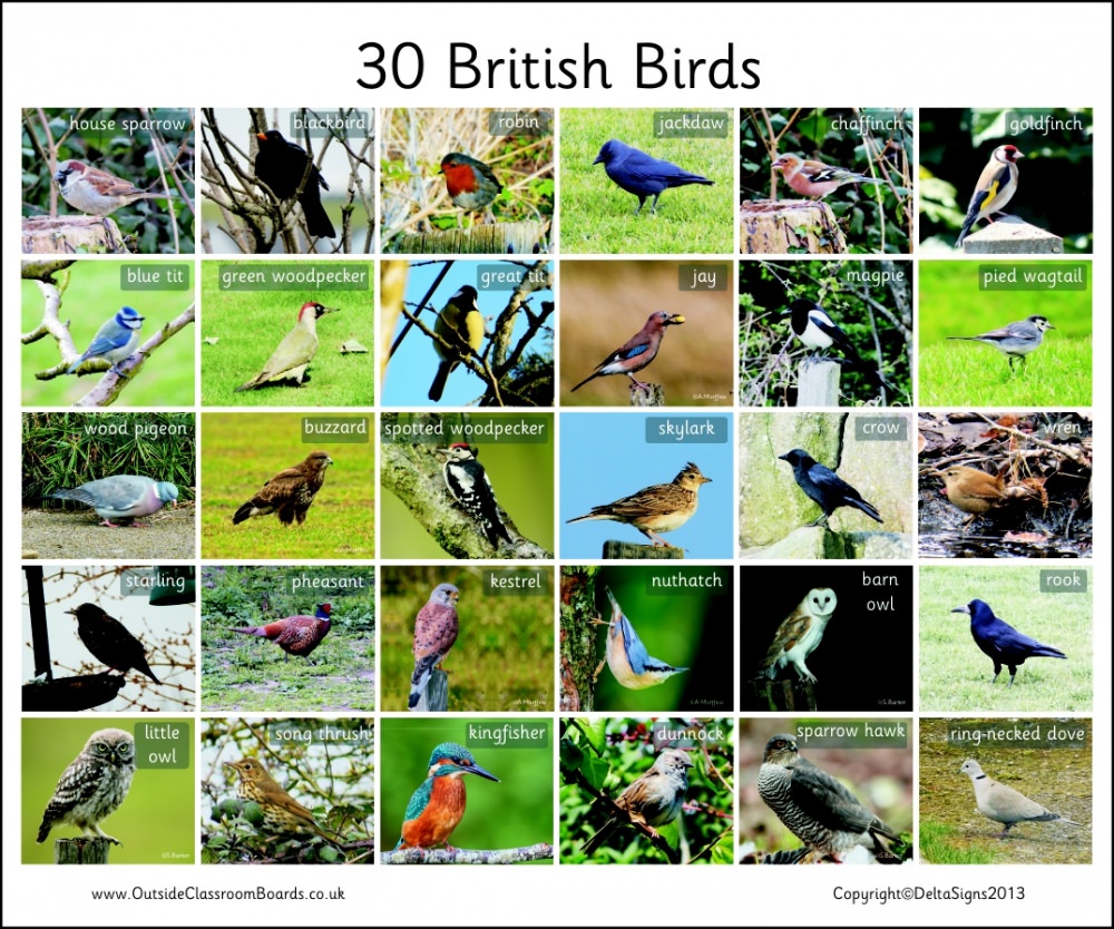 30-british-birds-photographic-3112-teaching-resources