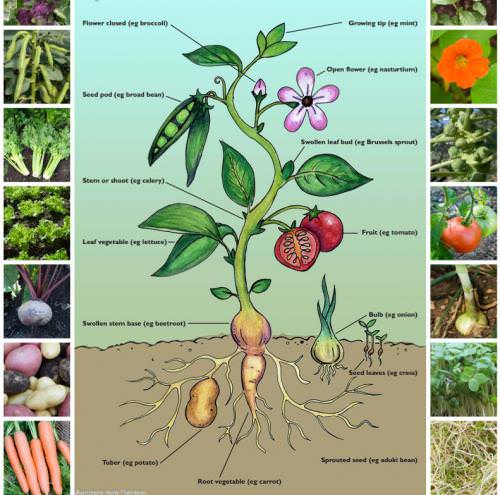 Organic Gardening Posters | Teaching Resources | Countryside Classroom