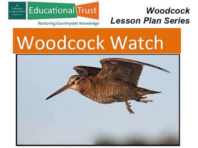 Watch out for woodcocks at Lenape Park - nj.com